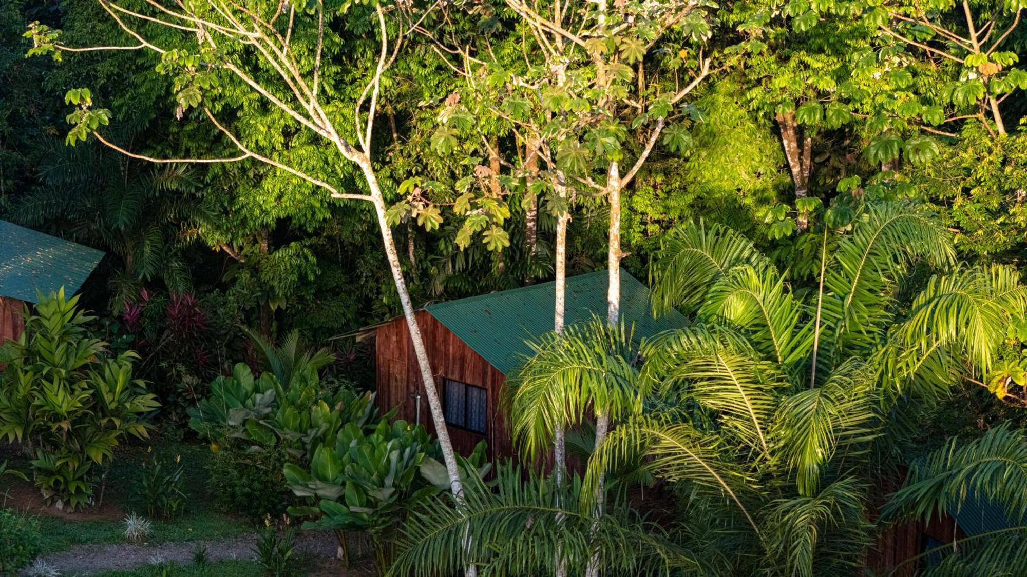 Citronela Lodge Corcovado Drakes Bay Exteriör bild